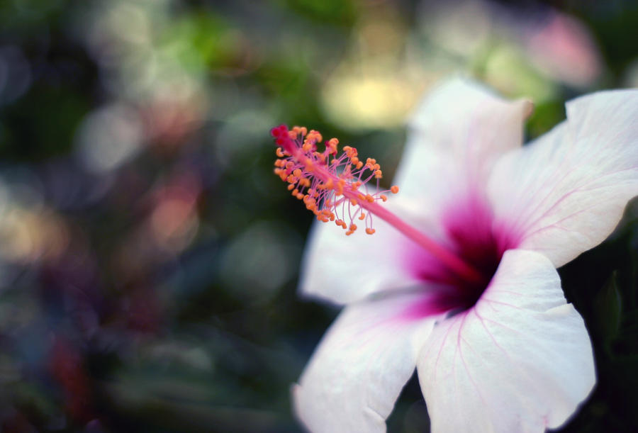 rose of Sharon