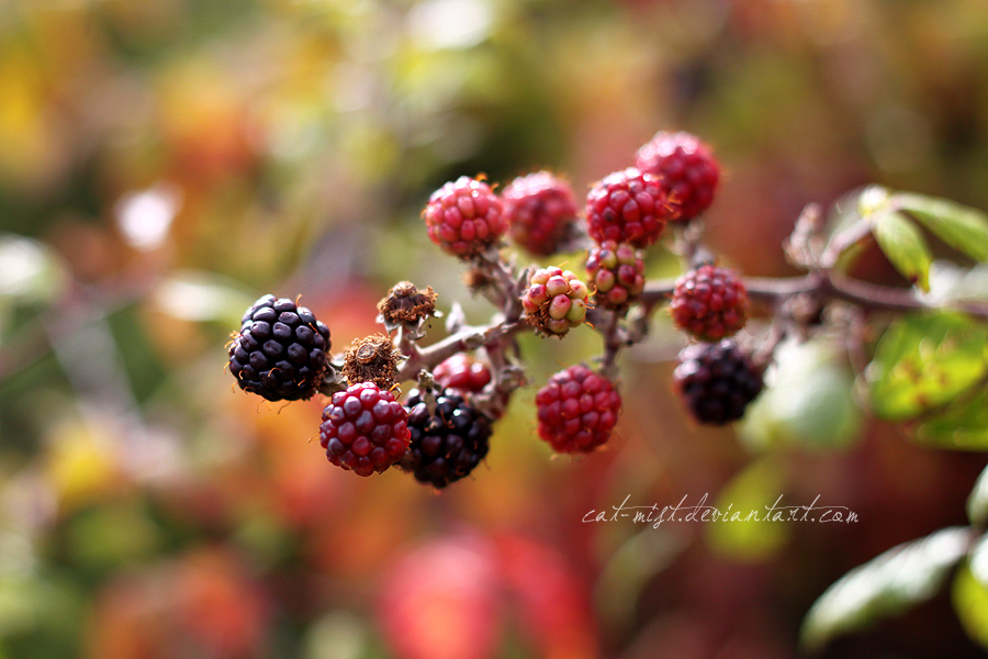 Pick me, choose me, eat me! by Catlaxy Pick me, choose me, eat me! by Catlaxy