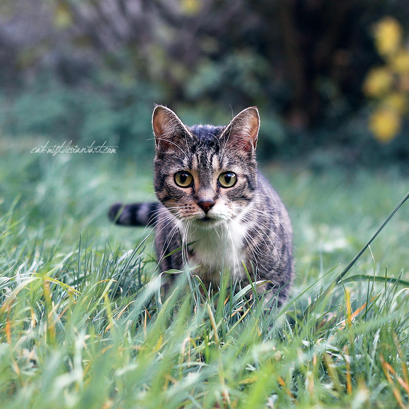 Catlaxy - Hobbyist, Photographer | DeviantArt