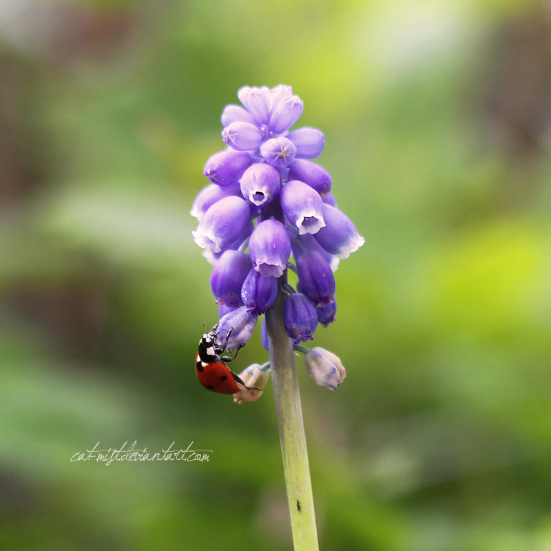 Little Climber by Catlaxy