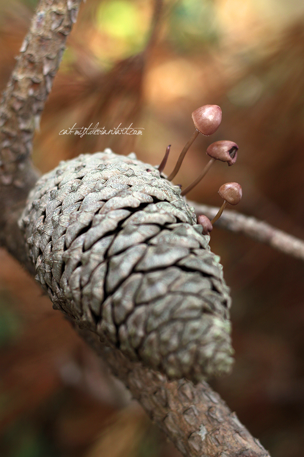 The Three Little Mushrooms by Catlaxy