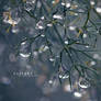 After The Rain