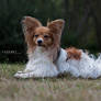 Papillon Dog