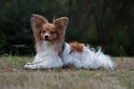 Papillon Dog by Catlaxy