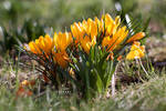 Crocuxes by Catlaxy