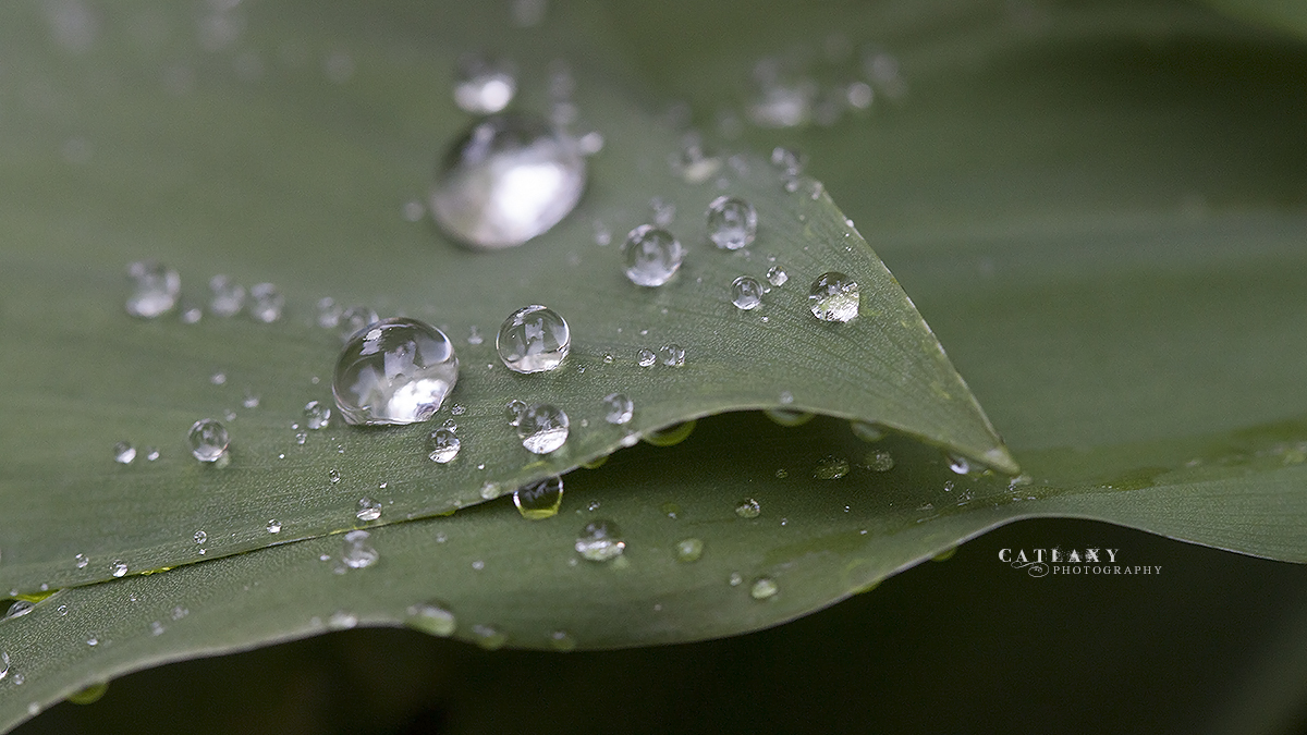 Diamonds in the Rain