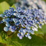 Florilege
