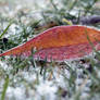 Winter's Chill
