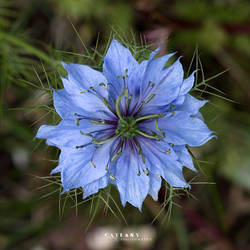 Love in a Mist