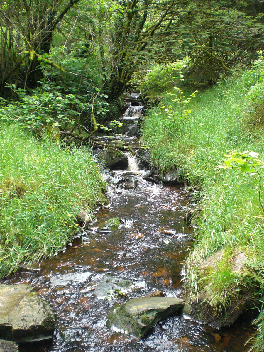 The Babbling Brook