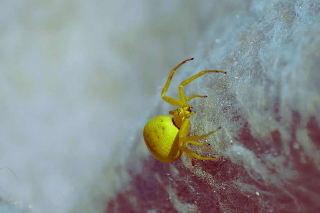 Spider by ZoomedZoom Spider by ZoomedZoom