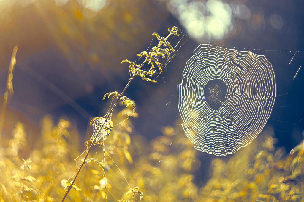 Spiderweb by ZoomedZoom Spiderweb by ZoomedZoom