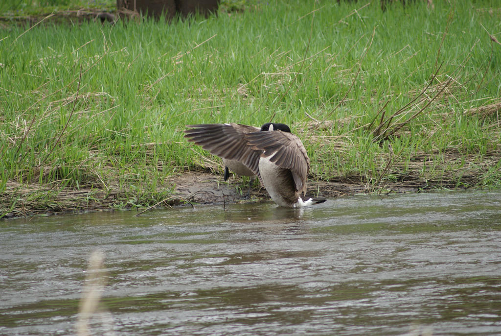 Goose Snatching goose busting a move by mattdrawing1 on DeviantArt