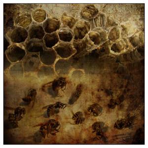 hive