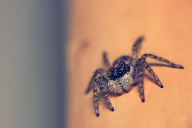 Jumping spider