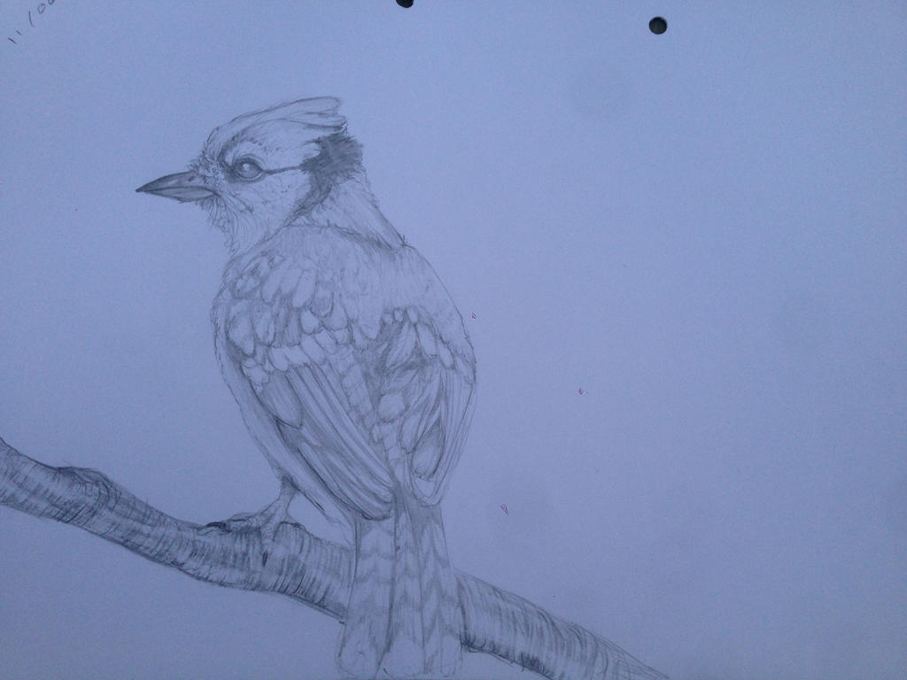 Bird study