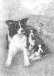 Border Collies