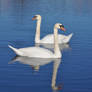 Mute Swan - IV