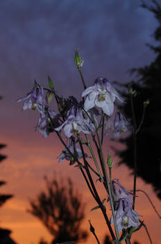 Flower in the sunset