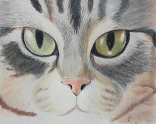 Cat Drawing