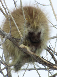 Chubby Porcupine