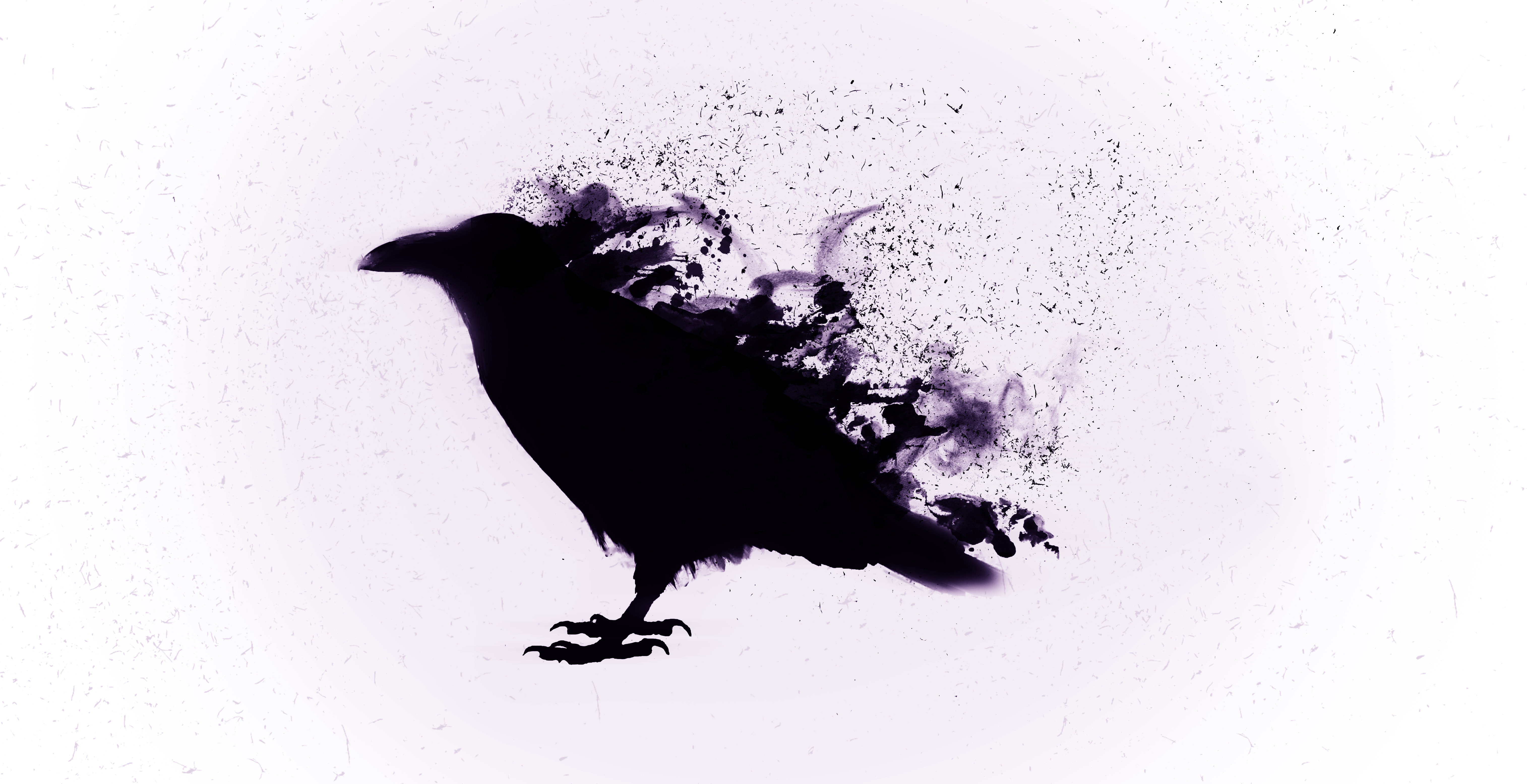 Dark Raven