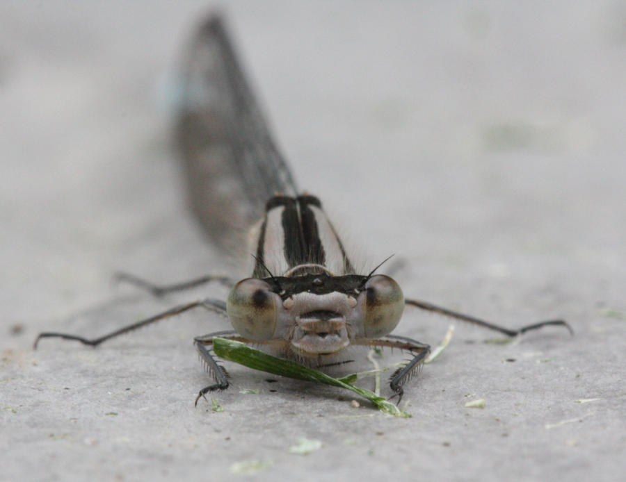 Damsel fly I