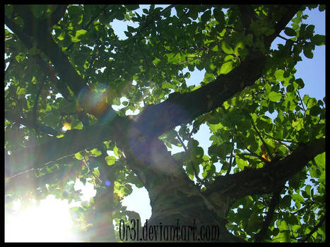 Sun and tree