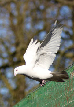 Doves 6