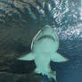 Sharks 4