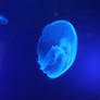 Jellyfish 2