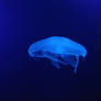 Jellyfish 4