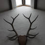 Antlers 2