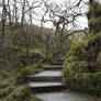 Ingleton Falls 71