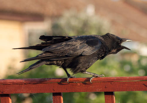 Crow 18