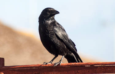 Crow 2