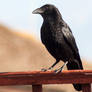 Crow 1