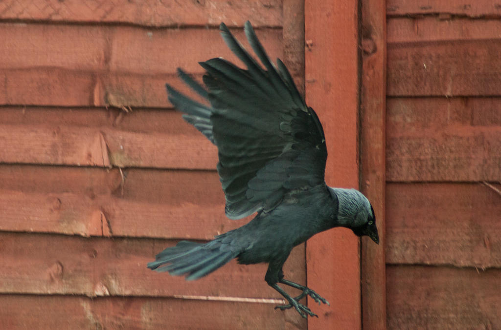 Jackdaw 5