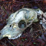 Animal Skull