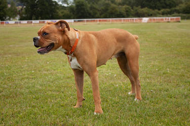 Boxer Puppy 4