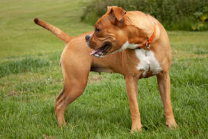 Boxer Puppy 5