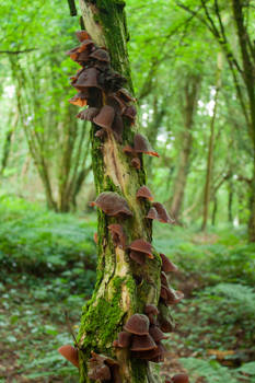 Mushrooms on a Tree 3