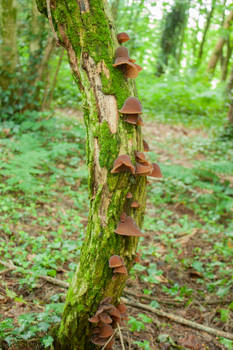 Mushrooms on a Tree 1