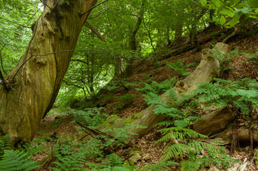 Scenes from the Shire 155