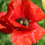 Poppy with Bee