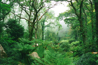 Queen's Fern Garden