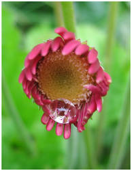 Raindrop on pink flower