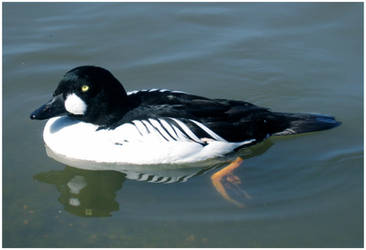 Swimming Bird