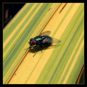 Fly is having a sunbath