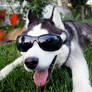 Cool Husky